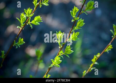 Foglie di albero verde fresco su sfondo naturale sfocato, stagione primaverile. Foto di primo piano con messa a fuoco selettiva Foto Stock
