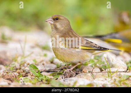 Verdino europeo (Carduelis chloris), vista laterale di una donna adulta in piedi a terra, Campania, Italia Foto Stock