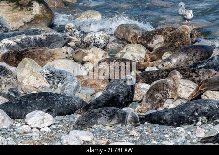 Gray e le foche comuni godendo il sole a Angel Bay Nel Galles del Nord Foto Stock