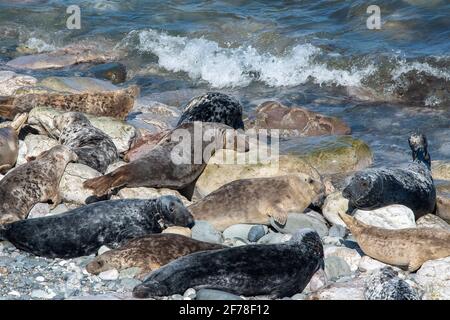 Gray e le foche comuni godendo il sole a Angel Bay Nel Galles del Nord Foto Stock