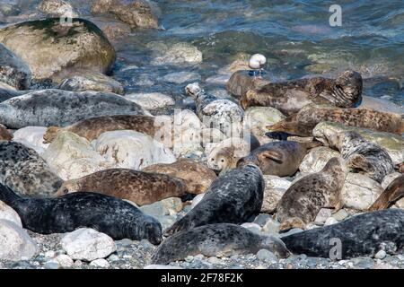 Gray e le foche comuni godendo il sole a Angel Bay Nel Galles del Nord Foto Stock