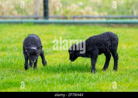 Piccoli agnelli neri Ouessant in prato. Hobby agricoltura. Primavera tempo Foto Stock