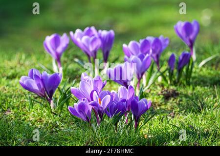croci viola che fioriscono sul prato d'erba al sole primaverile Foto Stock
