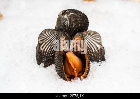 Anadara clam su una vetrina fatta di ghiaccio. Foto Stock