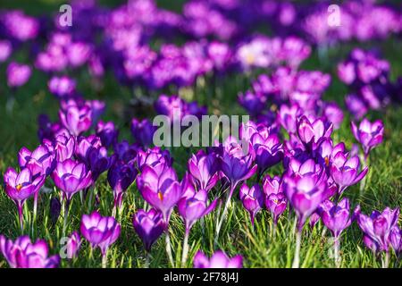 croci viola che fioriscono sul prato d'erba al sole primaverile Foto Stock