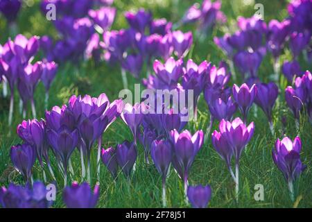 croci viola che fioriscono sul prato d'erba al sole primaverile Foto Stock