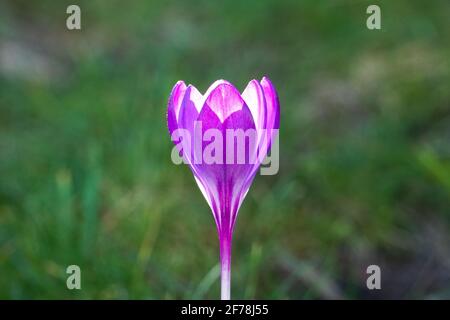 Primo piano di un singolo fiore di crocus viola Foto Stock