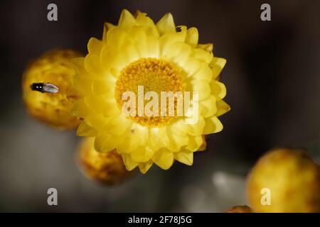 Argyrophyllum di elichrysum: I fiori sono daisy-come con i raggi gialli canarino che circondano un centro giallo più scuro, fiorente da dicembre a maggio. Foto Stock