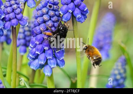 Ape bumble su Muscari neglectum conosciuto come giacinto di uva Foto Stock
