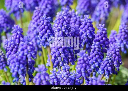 Muscari neglectum noto come giacinto d'uva Foto Stock