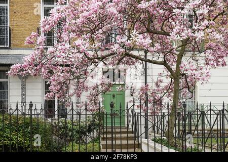 Fiore magnolia albero a Notting Hill, Londra, Inghilterra, Regno Unito, Regno Unito Foto Stock