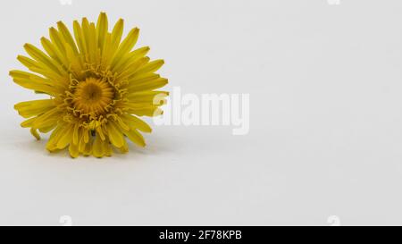 dente di leone giallo isolato su sfondo bianco Foto Stock