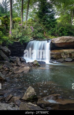 Una piccola cascata lungo il Glade Creek all'interno del Babcock state Park della West Virginia. I fiori erano in piena fioritura a tarda primavera. Foto Stock