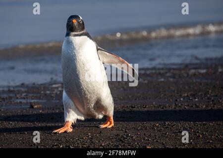 Gentoo Penguin camminare su una spiaggia rocciosa Foto Stock