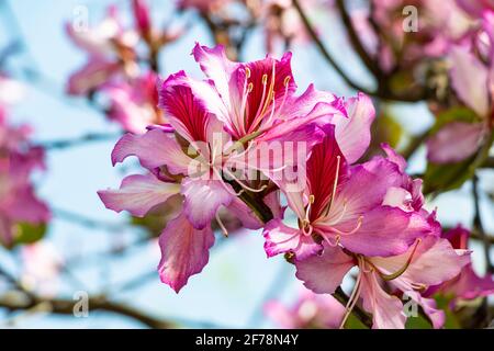 Bauhinia variegata è una specie di pianta fiorita della famiglia dei legumi Fabaceae. È originario della Cina, del sud-est asiatico, del subcontinente indiano. Commo Foto Stock