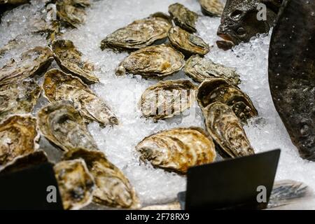 Frutti di mare - la passera e le ostriche giacciono sul bancone sul ghiaccio in negozio. Spazio di copia. Messa a fuoco selettiva. Foto Stock