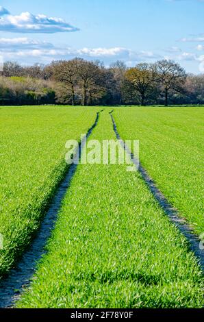 I cingoli del trattore passano attraverso un campo di verde vibrante raccolti che crescono in un campo in primavera Foto Stock