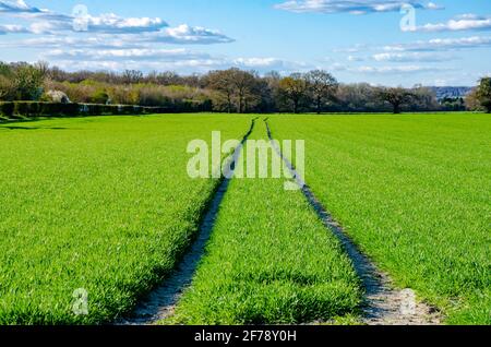 I cingoli del trattore passano attraverso un campo di verde vibrante raccolti che crescono in un campo in primavera Foto Stock