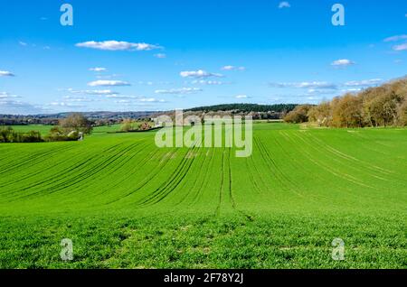 Crampi verdi vividi che crescono in un campo ondulato nella campagna di lettura. I cingoli del trattore scorrono come linee parallele che attraversano il terreno agricolo Foto Stock