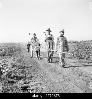 Uomini e ragazzi che lavorano alla King and Anderson Plantation, Clarksdale, Mississippi, USA, Marion Post Wolcott, U.S. Farm Security Administration, agosto 1940 Foto Stock