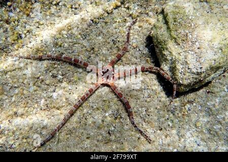 STELLA LISCIA FRAGILE - (Ophioderma longicauda) Foto Stock