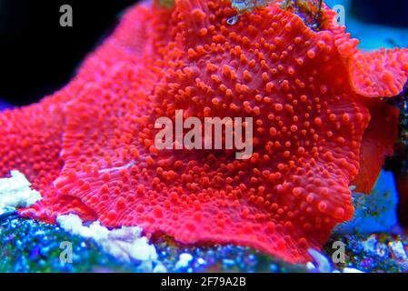 Discosoma rosso fungo luminoso corallo morbido - Discosomatidae sp. Foto Stock