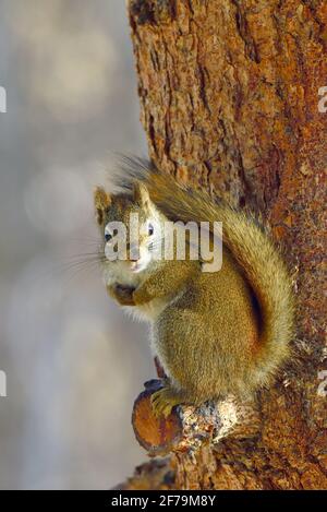 Un'immagine verticale di uno scoiattolo rosso selvaggio 'Tamiasciurus hudsonicus', seduto su un ramo di abete rosso allarme e guardando dal suo perch preferito in campagna Foto Stock