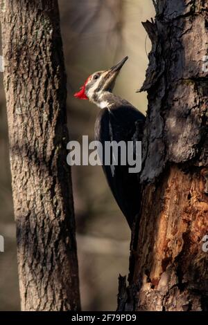 Pipecker pileated (Dryocopus pileatus) [Femminile] - Brevard, Carolina del Nord, Stati Uniti Foto Stock