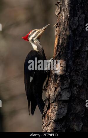 Pipecker pileated (Dryocopus pileatus) [Femminile] - Brevard, Carolina del Nord, Stati Uniti Foto Stock