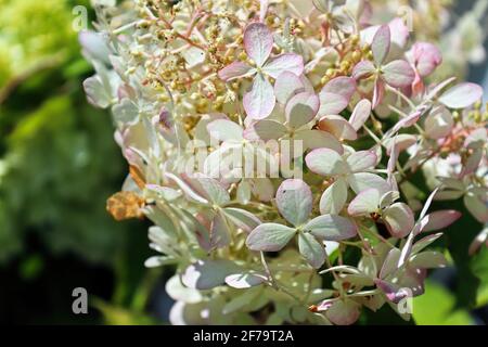 Una punta di punta di idrangee bianche e rosa Foto Stock