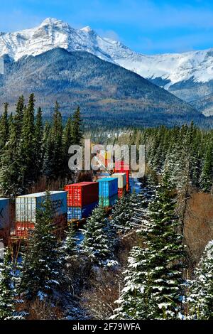 Un treno merci nazionale canadese caricato con i contenitori viaggia intorno ad un angolo in un'area boscosa delle montagne rocciose dell'Alberta Canada. Foto Stock