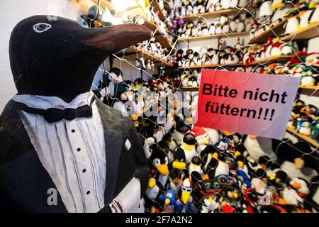 Cuxhaven, Germania. 17 Marzo 2021. Numerosi pinguini peluche sono in mostra nel museo. Sia che siate un animale di peluche, una statuina da collezione o su cravatte, il Museo dei Pinguini di Cuxhaven e' brulicante di cappotti di coda. Credit: Sina Schuldt/dpa/Alamy Live News Foto Stock