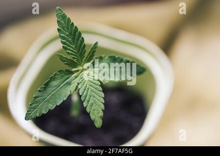 Foglie giovani di cannabis mariuana in un primo piano pentola, stile di vita. Coltivare cannabis medica Foto Stock