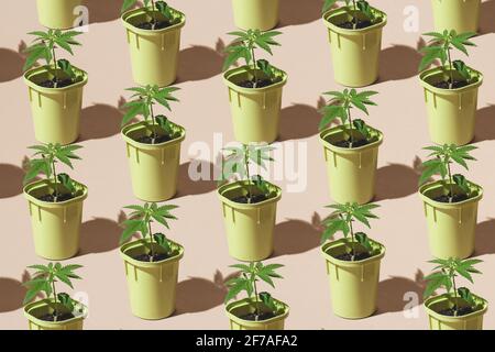 Patter trendy di giovani cespugli di cannabis in pentole con ombre solari, piantagione di marijuana medica, concetto minimo Foto Stock