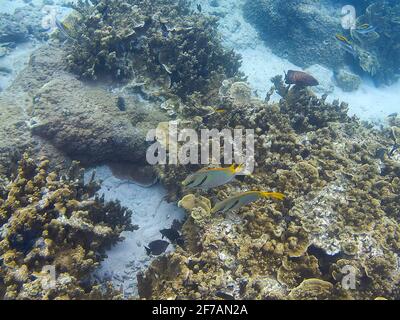 Doublebar Spinefoot, Siganus doliatus, Lizard Island Foto Stock