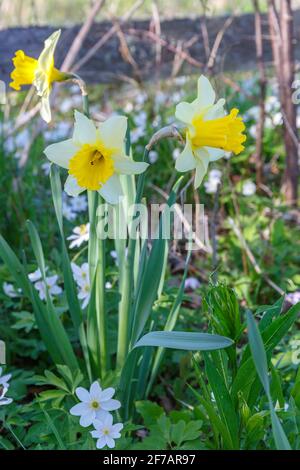 Fiori selvatici Daffodil e legno anemone fiori in primavera Foto Stock