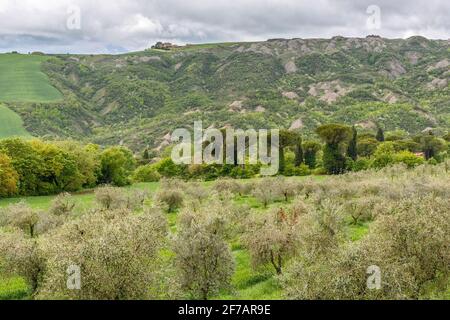 Olivicoltura in una valle con un'azienda agricola sul montagna Foto Stock