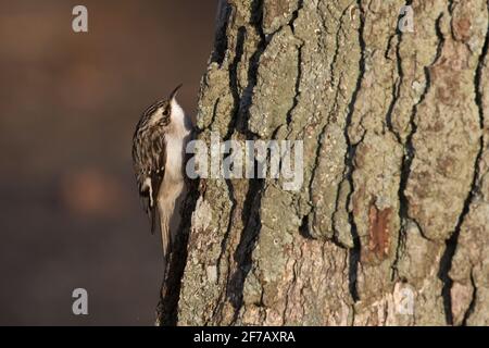 Brown Creeper (Certhia americana) che sale su un tronco di un albero a Long Island, New York Foto Stock