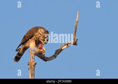 Merlin (Falco colombarius) arroccato su un ramo di albero con preda a Long Island, New York Foto Stock