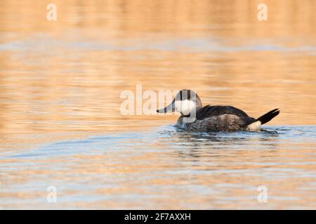 Anatra ruddy (Oxyura jamaicensis) nuotare in un torrente marea, Long Island, New York Foto Stock