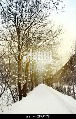 Strada diritta coperta di neve che va vicino alberi frondless a. tramonto in inverno in natura Foto Stock