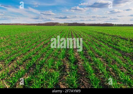 File di raccolti verdi freschi sul campo agricolo. Campo coltivato con linee di grano o mais all'orizzonte. Lavori agricoli primaverili. lan di campagna colorata Foto Stock