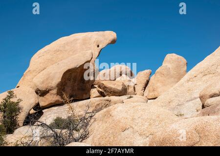 Questa roccia nel Joshua Tree National Park sembra un animale diverso a seconda dell'angolo che la guardi. Foto Stock