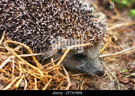 Riccio nel giardino. Hedgehog primo piano Foto Stock