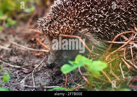 Riccio nel giardino. Hedgehog primo piano Foto Stock