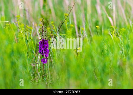 Verbascum phoeniceum fiore, viola mullein o temptress pianta viola dalla famiglia Scrophulariaceae che cresce sulla prateria. Foto Stock
