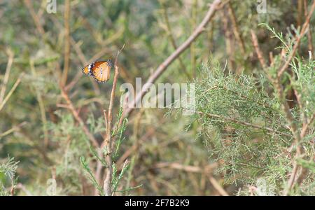 foreste diverse Foto Stock