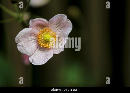 primo piano di un fiore rosa chiaro clematis montana in fronte di uno sfondo verde sfocato Foto Stock