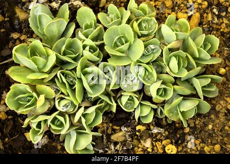 Callera erba, piante cura tutti, Sedum telethium verde germogli di primavera Foto Stock