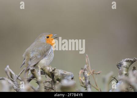 Unione Robin (Erithacus rubecula) cantare Foto Stock